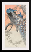 "Two Peacocks on Tree Branch (1806-1876)", Charles Dessalines D' Orbigny