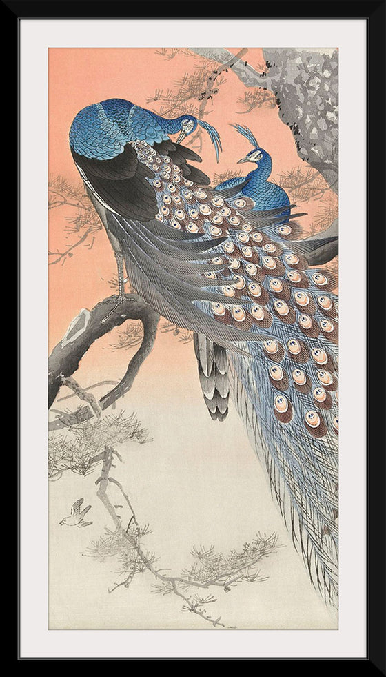 "Two Peacocks on Tree Branch (1806-1876)", Charles Dessalines D' Orbigny