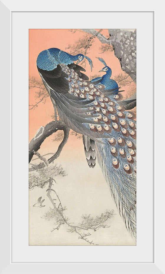 "Two Peacocks on Tree Branch (1806-1876)", Charles Dessalines D' Orbigny