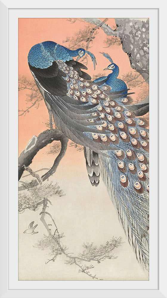 "Two Peacocks on Tree Branch (1806-1876)", Charles Dessalines D' Orbigny