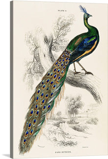  Charles Dessalines D’ Orbigny’s “Majestic Male Peafowl Portrait” is a stunning artwork that captures the beauty and grandeur of the peacock. The artwork features a majestic peacock perched gracefully on a branch, displaying its vibrant colors and intricate patterns. The artwork’s intricate detailing and vivid colors make it a perfect addition to any home or office.