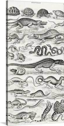  Dive into the intricate world of reptiles with this exquisite print, a meticulous compilation of various species, each rendered with an eye for detail and accuracy. From the armored grace of turtles to the stealthy allure of alligators, every creature is depicted in lifelike detail, capturing their unique textures and forms. This artwork serves as both a visual feast and an educational journey, making it a perfect addition for collectors, enthusiasts, or anyone with an appreciation for the natural world.