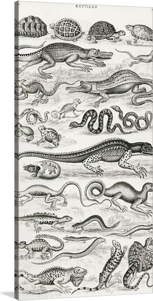 Dive into the intricate world of reptiles with this exquisite print, a meticulous compilation of various species, each rendered with an eye for detail and accuracy. From the armored grace of turtles to the stealthy allure of alligators, every creature is depicted in lifelike detail, capturing their unique textures and forms. This artwork serves as both a visual feast and an educational journey, making it a perfect addition for collectors, enthusiasts, or anyone with an appreciation for the natural world.