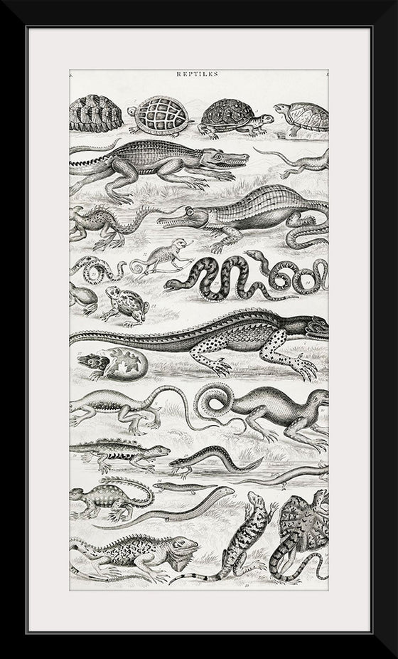 "Reptiles (1820)", Oliver Goldsmith