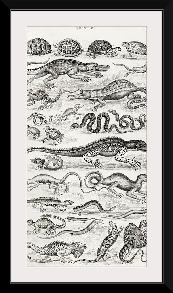 "Reptiles (1820)", Oliver Goldsmith