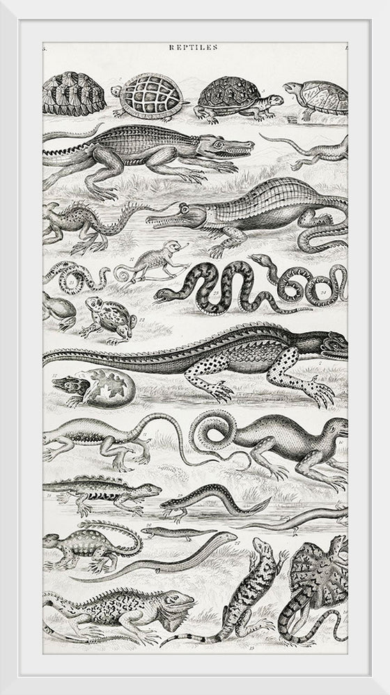 "Reptiles (1820)", Oliver Goldsmith