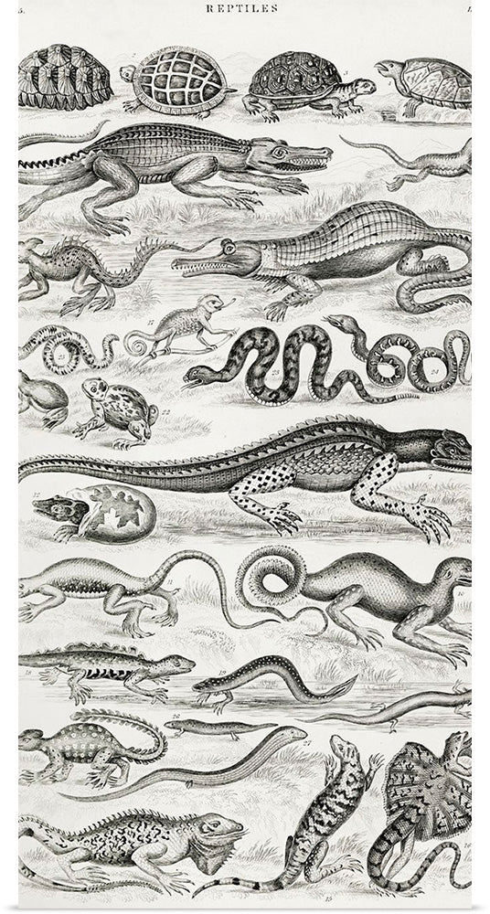 "Reptiles (1820)", Oliver Goldsmith