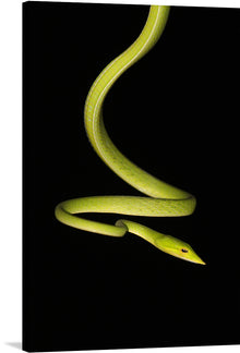  Introducing our exclusive print, “The Elegant Serpent” – a mesmerizing artwork capturing the graceful curves and vibrant green hue of a slender snake against a stark black backdrop. Every scale and curve is rendered with exquisite detail, evoking a sense of mystery and elegance. 