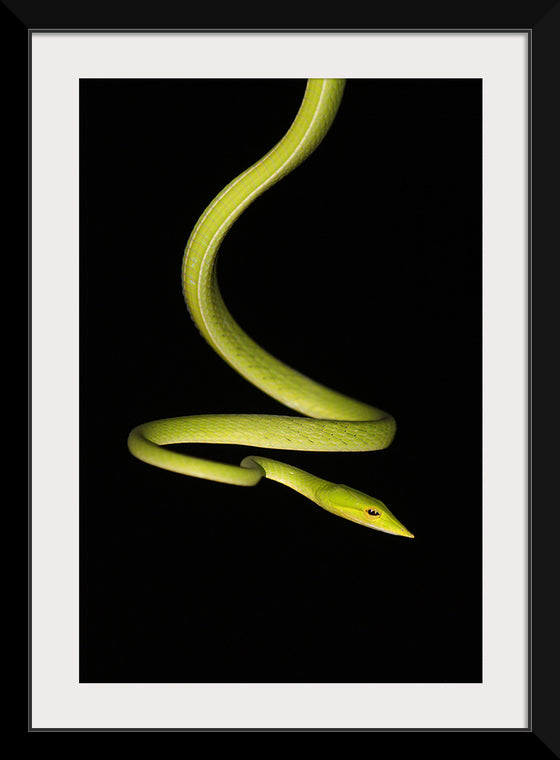 "The Elegant Serpent"