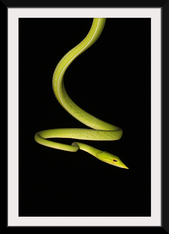 "The Elegant Serpent"