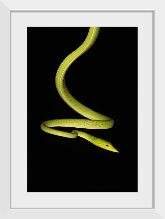 "The Elegant Serpent"