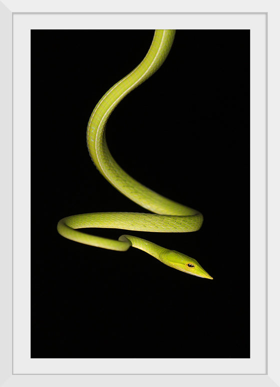 "The Elegant Serpent"