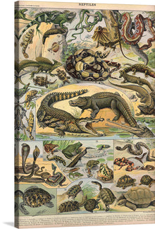  Dive into the mesmerizing world of reptiles with this premium print, a meticulous reproduction of a vintage illustration. Each species, from the formidable crocodile to the slithering snakes and majestic turtles, is rendered with astonishing detail, bringing them to life on paper. The vintage aesthetic adds a touch of classic elegance, making it a perfect piece for collectors and nature enthusiasts alike. 