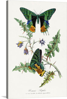  “Le Jardin Des Plantes, 1842” by Paul Gervais is a beautiful print that would make a great addition to any collection. The print features two colorful butterflies with intricate details on their wings. 