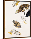 "Butterflies", Shibata Zeshin