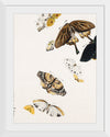 "Butterflies", Shibata Zeshin