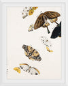 "Butterflies", Shibata Zeshin