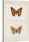 “Painted Lady” by Sherman F. Denton is a vintage print artwork that captures the ethereal beauty of one of nature’s most enchanting creatures. The artwork features two detailed illustrations of butterflies on a beige background. The top illustration depicts a butterfly with orange wings adorned with black spots and white markings.