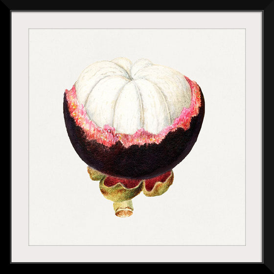 "Vintage Mangosteen"