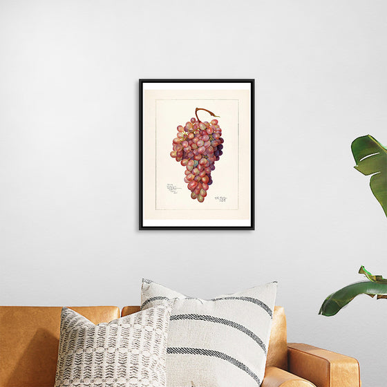 "Vintage Bunch of Red Grape Illustration"