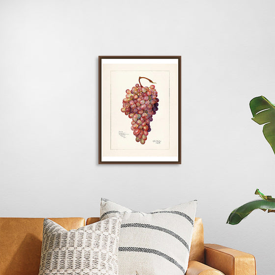 "Vintage Bunch of Red Grape Illustration"