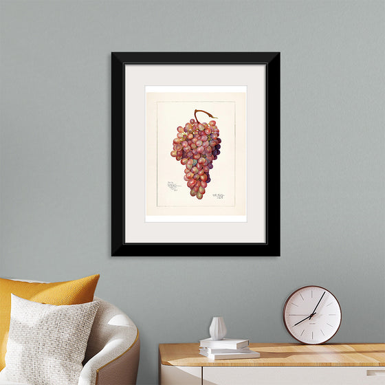 "Vintage Bunch of Red Grape Illustration"