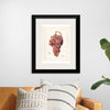 "Vintage Bunch of Red Grape Illustration"