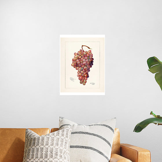 "Vintage Bunch of Red Grape Illustration"