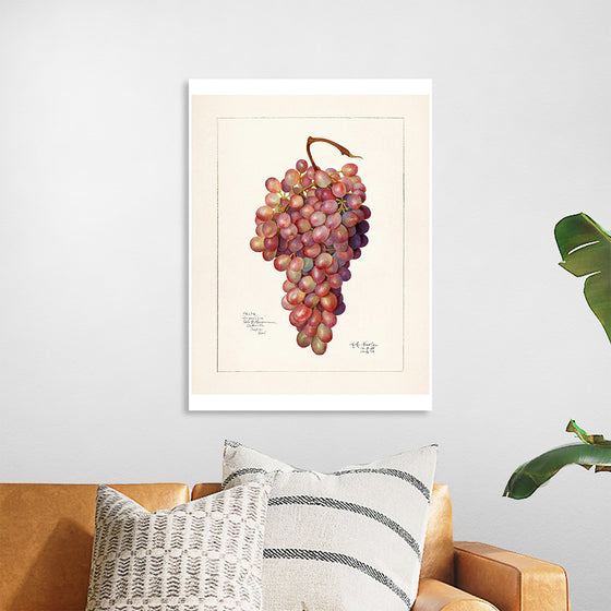 "Vintage Bunch of Red Grape Illustration"