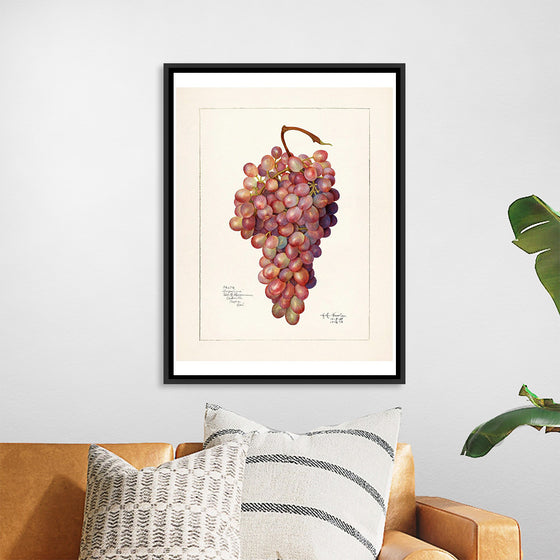 "Vintage Bunch of Red Grape Illustration"