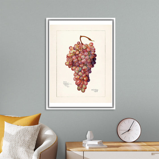 "Vintage Bunch of Red Grape Illustration"