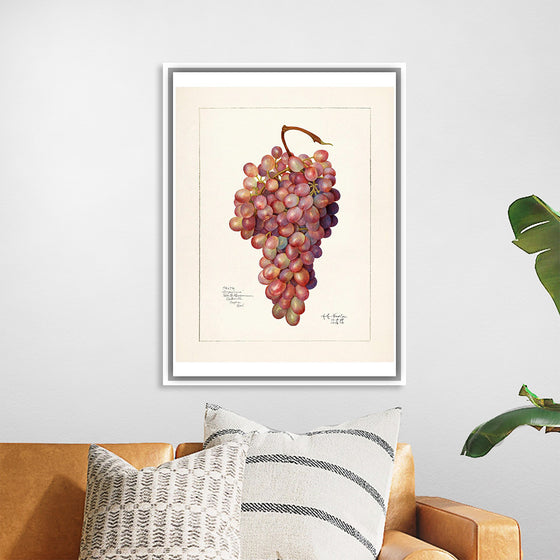 "Vintage Bunch of Red Grape Illustration"