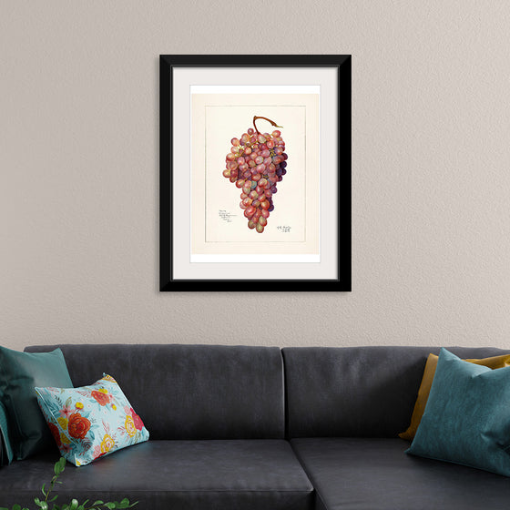 "Vintage Bunch of Red Grape Illustration"