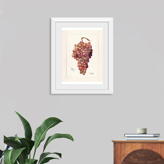 "Vintage Bunch of Red Grape Illustration"