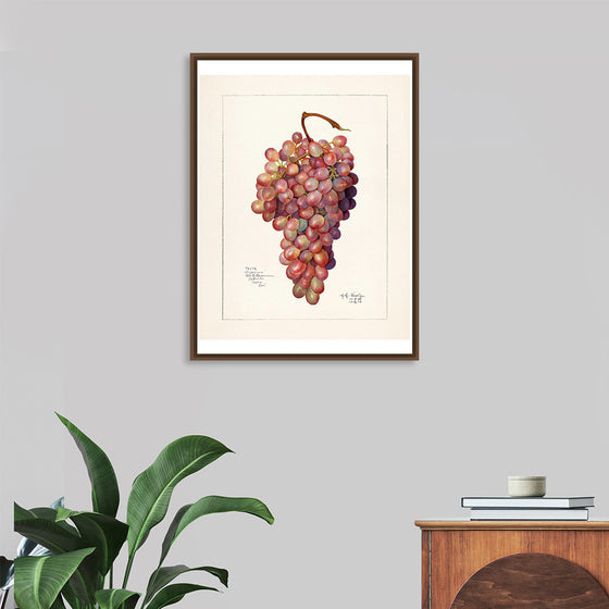 "Vintage Bunch of Red Grape Illustration"