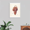 "Vintage Bunch of Red Grape Illustration"