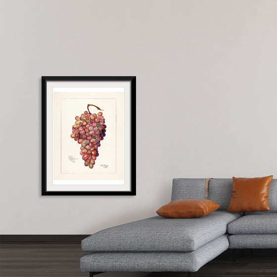 "Vintage Bunch of Red Grape Illustration"