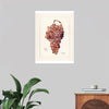 "Vintage Bunch of Red Grape Illustration"