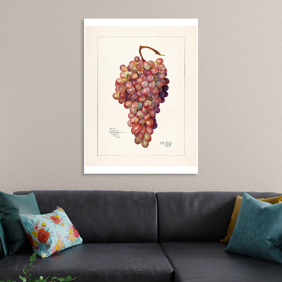 "Vintage Bunch of Red Grape Illustration"