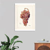 "Vintage Bunch of Red Grape Illustration"