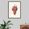 "Vintage Bunch of Red Grape Illustration"