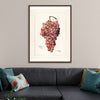 "Vintage Bunch of Red Grape Illustration"