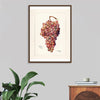 "Vintage Bunch of Red Grape Illustration"