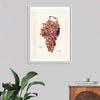 "Vintage Bunch of Red Grape Illustration"