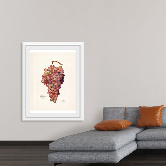 "Vintage Bunch of Red Grape Illustration"