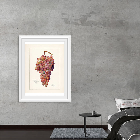 "Vintage Bunch of Red Grape Illustration"