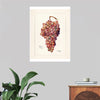 "Vintage Bunch of Red Grape Illustration"