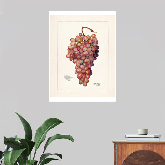 "Vintage Bunch of Red Grape Illustration"