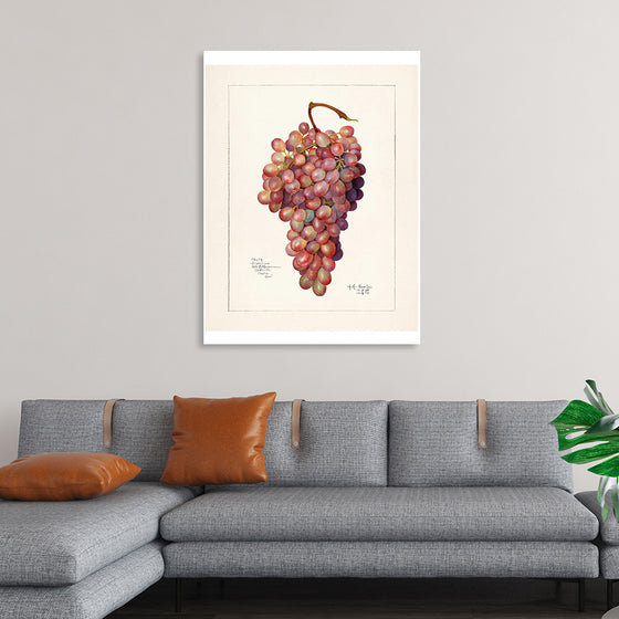 "Vintage Bunch of Red Grape Illustration"