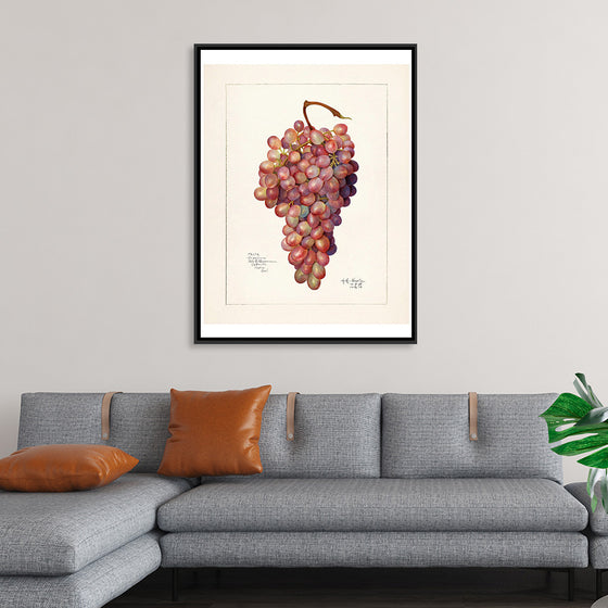 "Vintage Bunch of Red Grape Illustration"